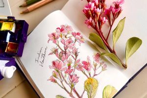 Course Image for K05090 Drawing & Painting - Botanical Illustration & Decorative Florals